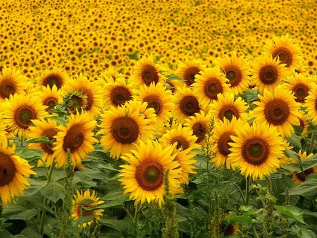 SUNFLOWER OCEAN - sunflower, field