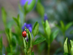 LADYBIRD