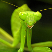 THE PREDATOR!