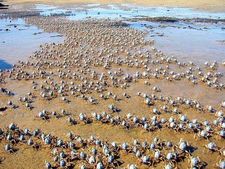 CRABS - queues, crabs