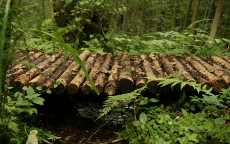 Small Bridge over Creek