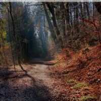 Way through a forest