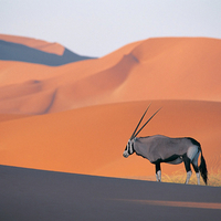 desert antelope