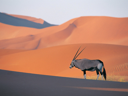 desert antelope - sand, hot, dunes