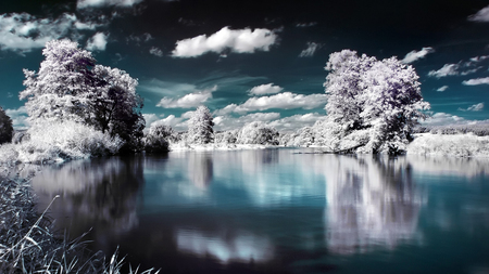 Winter Wonderland - white, cloud, snow, puffy, tree