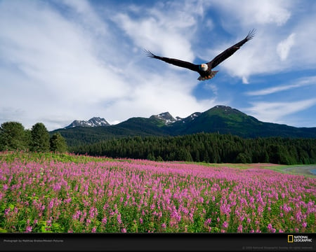 Eagle - flowers, clouds, blue, spring, eagles, mountains, sky