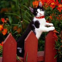 Cute Kitty