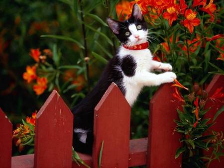 Cute Kitty - flowers, fence, black and white cat, garden