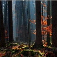 Winter forest with sunrays and red leaves