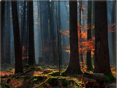 Winter forest with sunrays and red leaves - red leaves, winter, sunrays, forest