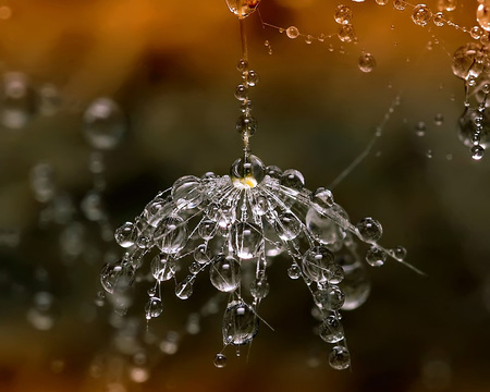 Raindrops on a Spider Net - spider web, closeup, macro, spider net, raindrops, drop, spiderweb, web