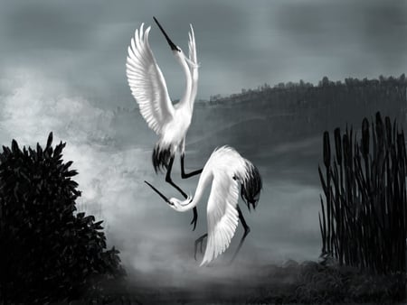 Grey Love - birds, gray, marsh, dance, love