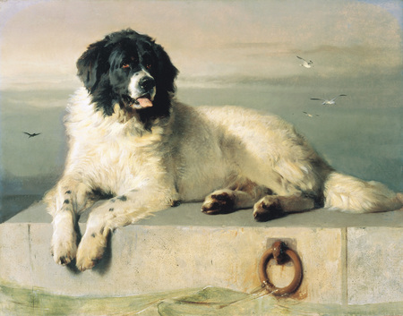 Sir Edwin Landseer's painting of a Landseer Newfoundland - newfoundland dog, landseer newfoundland