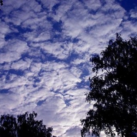 cooton clouds