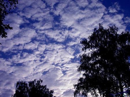 cooton clouds - trees, clouds