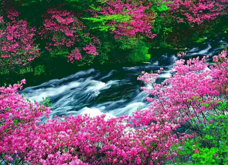 Forest stream - pretty, trees, flow, beautiful, creek, stream, spring, forest, lovely, freshness, colorful, river, nature, nice