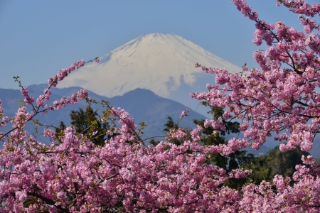 Cherry Blossoms - summer, mountains, japan, volcano, tree