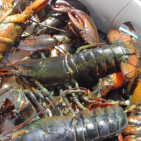 Fresh Lobster from Nova Scotia