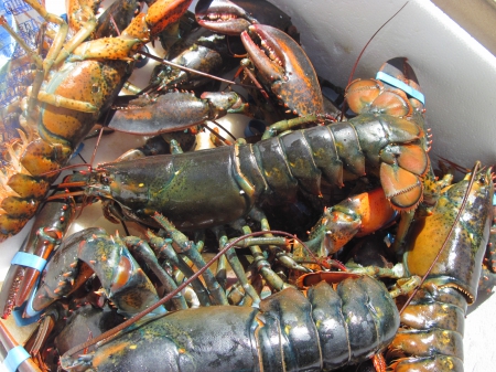 Fresh Lobster from Nova Scotia - white, lobster, grey, photography, fish, orange