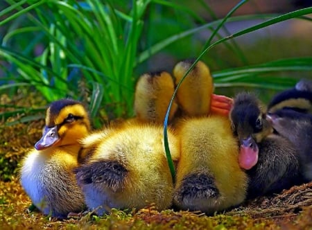 patitos - nature, ducks, patos, beautiful