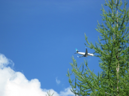 A Blue sky with Airplane passing by - sky, blue, photography, tree, airplane