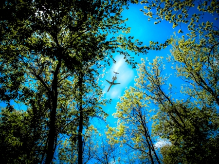 THE SKY - sky, forest, tops, plane, trees