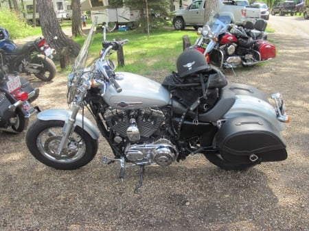 Silver Harley Davidson at the park - Harley Davidson, black, silver, photography, Motorcycles