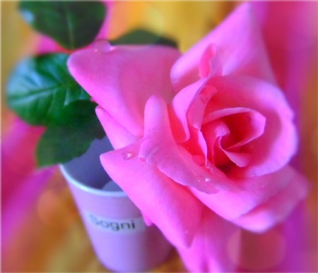 rosa - flowers, nature, beautiful, pink, cup