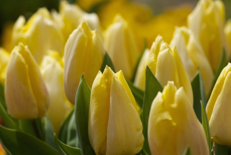 *** Yellow tulips *** - flowers, yellow, nature, tulips