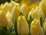 *** Yellow tulips ***