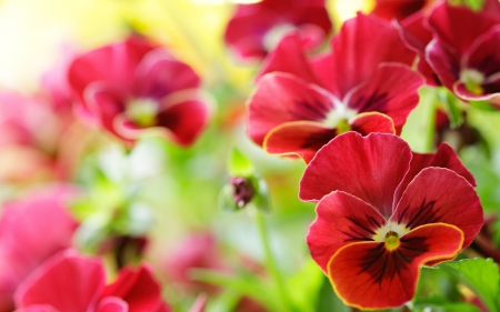 *** Absolutely beautiful pansies *** - nature, red, flowers, flower, pansies