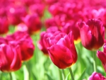 *** Red tulips ***