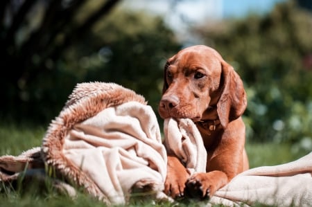 *** With my blanket *** - animal, dogs, blanket, dog, animals