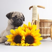 *** Pug with sunflowers ***