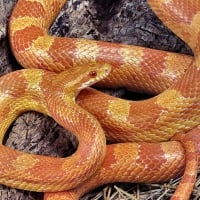 Albino Corn Snake 2