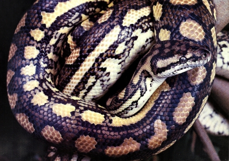 Carpet Python 2 - wildlife, wide screen, python, animal, photo, constrictor, snake, reptile, photography