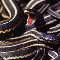 Garter Snakes 2