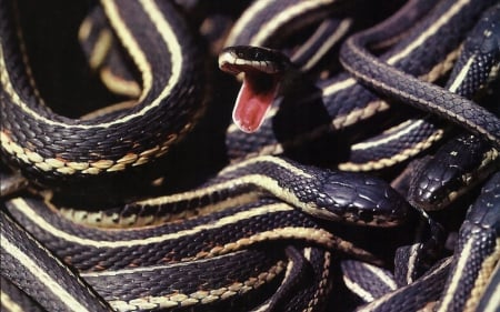 Garter Snakes 2 - animal, reptile, snake, photography, garter, photo, wildlife, wide screen