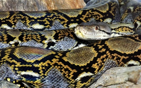 Reticulated Python 2 - wildlife, wide screen, python, animal, photo, constrictor, snake, reptile, photography