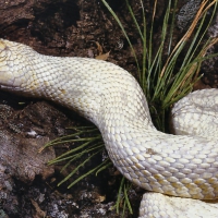 Albino Pine Snake 2