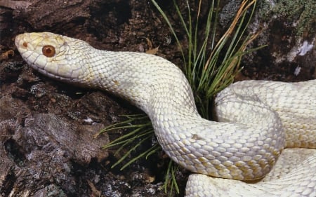 Albino Pine Snake 2 - snake, photography, photo, wide screen, animal, reptile, pine, albino, wildlife