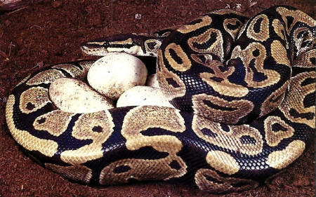 Python With Eggs F2 - constrictor, snake, photography, photo, wide screen, python, animal, reptile, wildlife