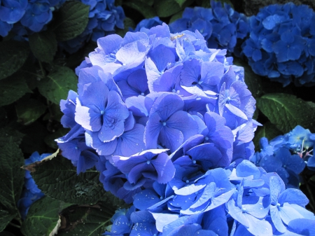 The Blue Hydrangea at the garden