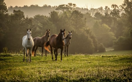 horses-in-the-wilderness - nature, green, photography, wilderness, Horeses, wild