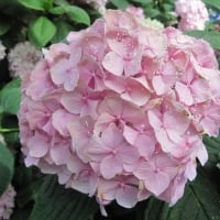 The Pink Hydrangea at the garden
