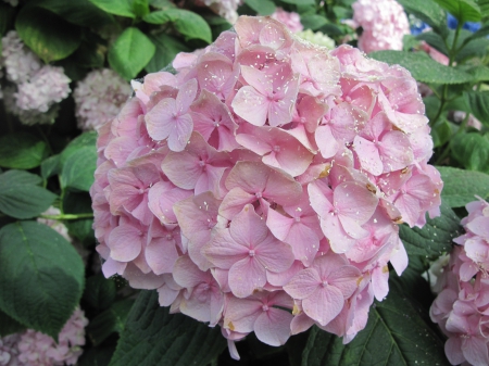 The Pink Hydrangea at the garden - pink, photography, green, hydrangea, flowers, garden