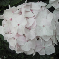 The White Hydrangea at the garden