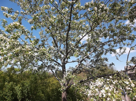 Boothbay, Maine pretty tree - flowers, Maine, tree, sky