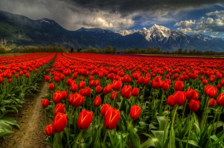 Tulips field - nice, sky, mountain, trees, tulips, field, meadow, lovely, nature, pretty, clouds, red, beautiful, flowers