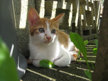 kitten - cat, nature, cute, kitten